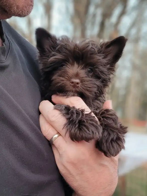 Luxurious puppy, rare dark choco girl - Photo 2