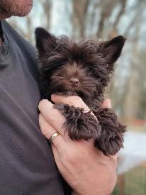 Luxurious puppy, rare dark choco girl - Photo 2