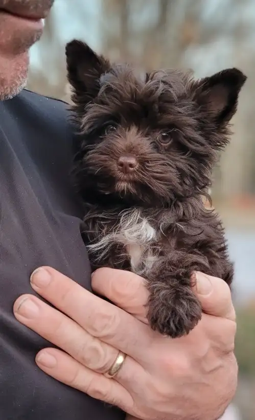 Luxurious puppy, rare dark choco girl - Photo 3