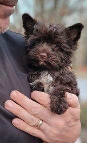 Luxurious puppy, rare dark choco girl - Photo 3