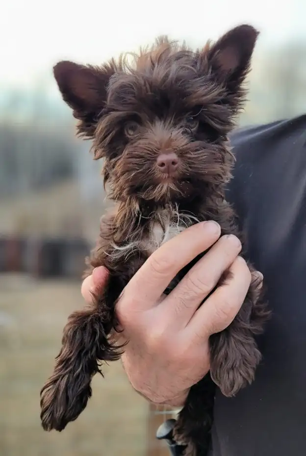 Luxurious puppy, rare dark choco girl - Photo 4