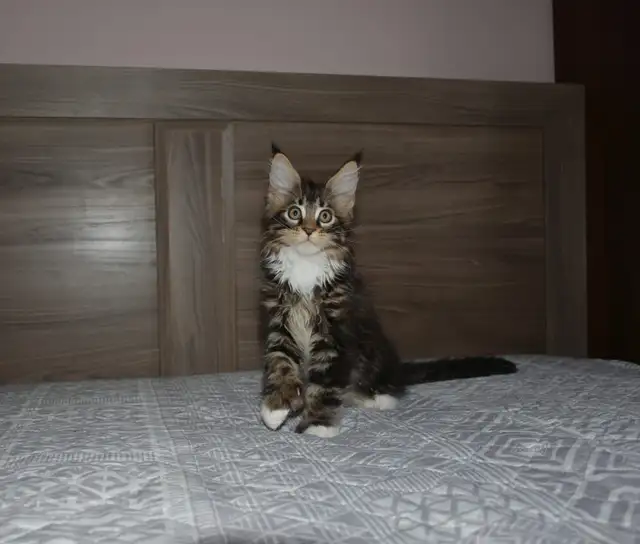 MAINE COON KITTENS, PUREBRED - Photo 4