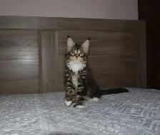 MAINE COON KITTENS, PUREBRED - Photo 4