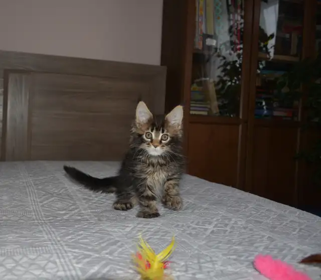 MAINE COON KITTENS, PUREBRED - Photo 5