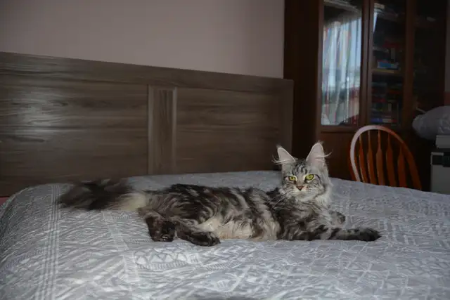 MAINE COON KITTENS, PUREBRED - Photo 6