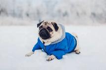 Dog Collars, Leashes, Harnesses, Coats, Sweaters & Jackets(used)