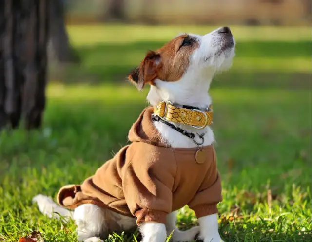 Dog Collars, Leashes, Harnesses, Coats, Sweaters & Jackets(used) - Photo 3