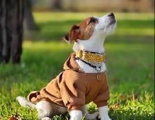 Dog Collars, Leashes, Harnesses, Coats, Sweaters & Jackets(used) - Photo 3