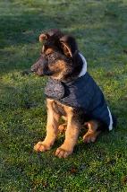 Dog Collars, Leashes, Harnesses, Coats, Sweaters & Jackets(used) - Photo 5