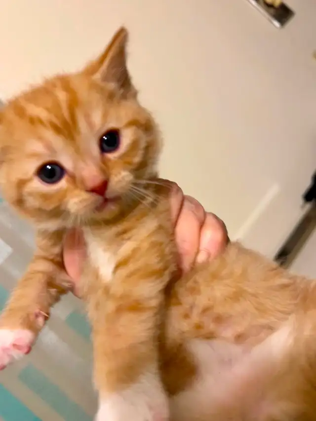 Kittens almost ready for their forever homes!
