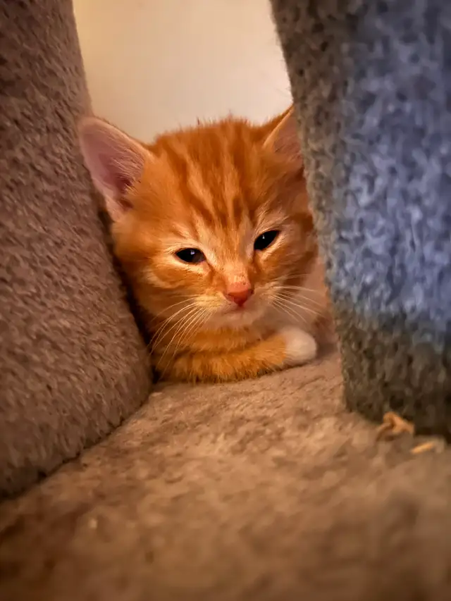 Kittens almost ready for their forever homes! - Photo 2