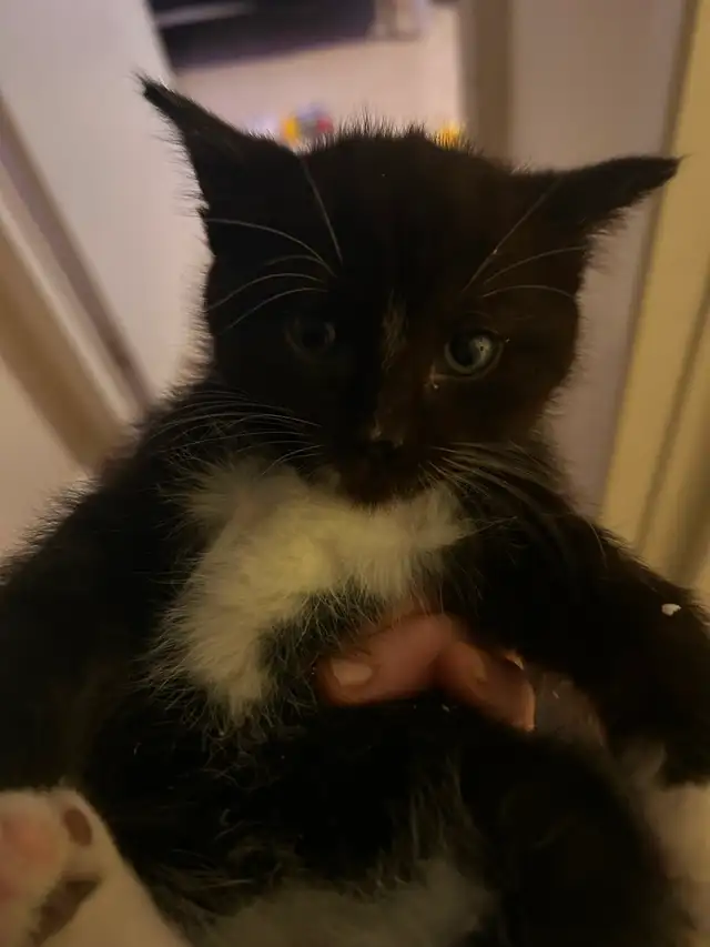 Kittens almost ready for their forever homes! - Photo 3