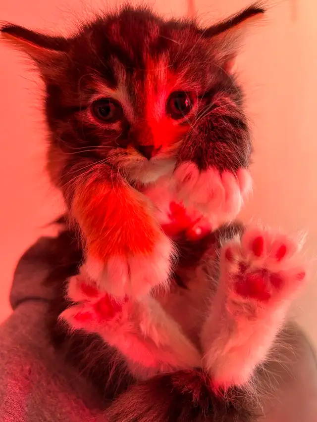 Kittens almost ready for their forever homes! - Photo 4