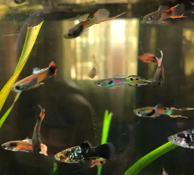 guppy poisson d’aquarium Platy, plantes, escargots