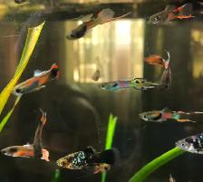 guppy poisson d’aquarium Platy, plantes, escargots