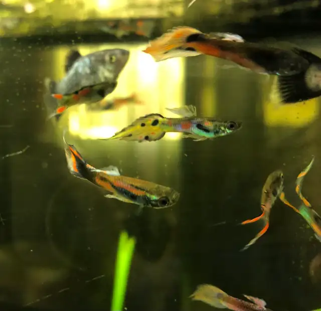 guppy poisson d’aquarium Platy, plantes, escargots - Photo 5