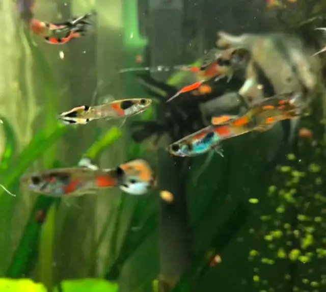 guppy poisson d’aquarium Platy, plantes, escargots - Photo 9