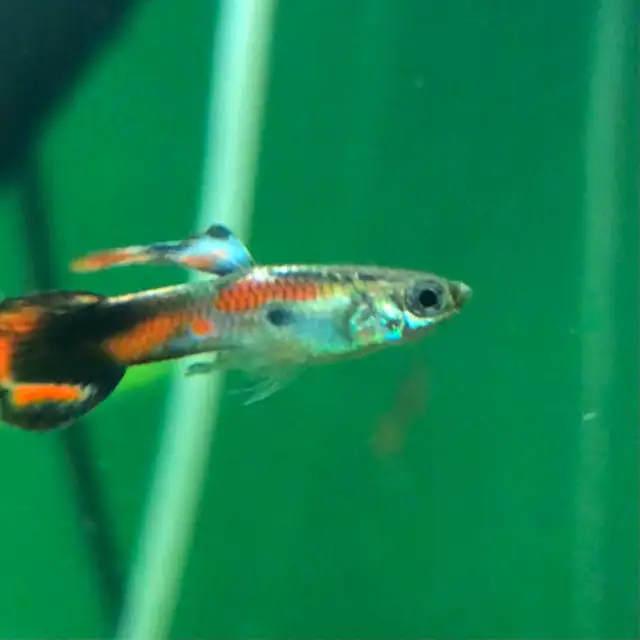 guppy poisson d’aquarium Platy, plantes, escargots - Photo 10
