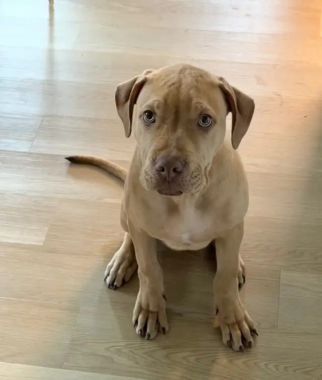 Dog for rehoming