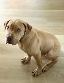 Dog for rehoming - Photo 2