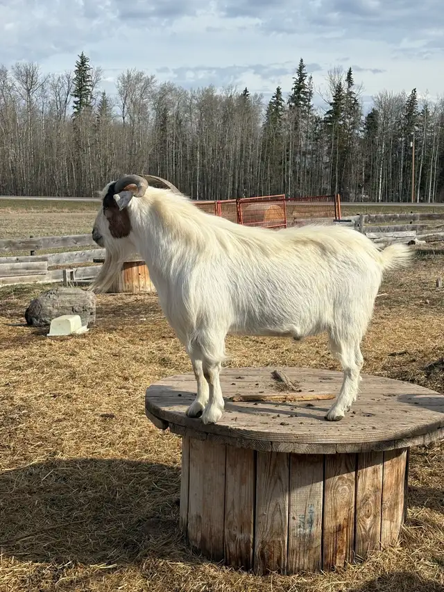 Boer Billy