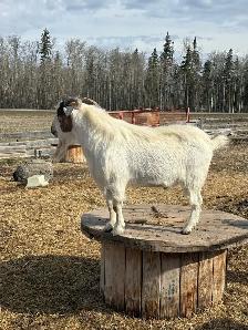 Boer Billy