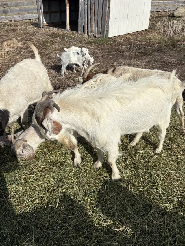 Boer Billy - Photo 3