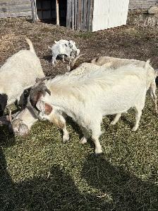 Boer Billy - Photo 3