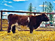5 Registered Shorthorn Heifers