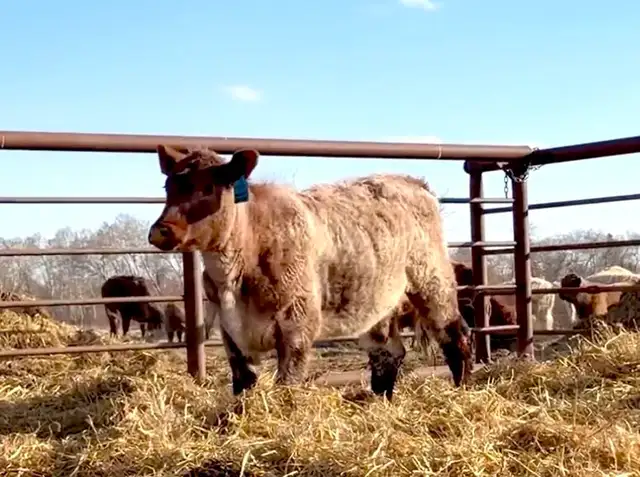 5 Registered Shorthorn Heifers - Photo 2
