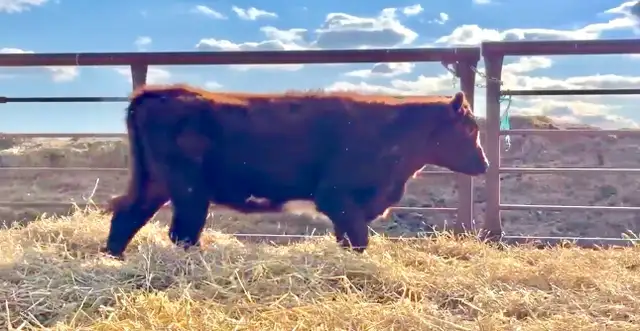 5 Registered Shorthorn Heifers - Photo 3