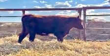 5 Registered Shorthorn Heifers - Photo 3