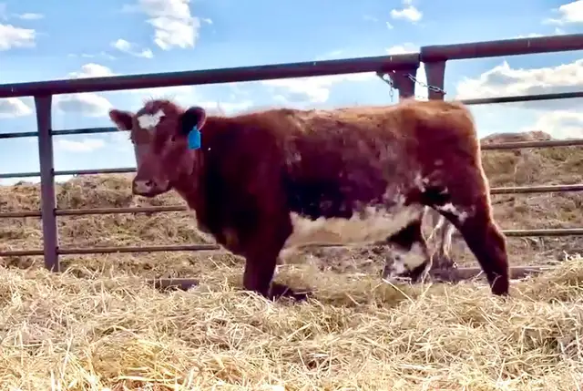 5 Registered Shorthorn Heifers - Photo 4