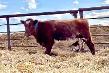 5 Registered Shorthorn Heifers - Photo 4