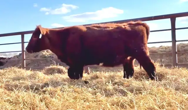 5 Registered Shorthorn Heifers - Photo 5