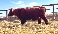 5 Registered Shorthorn Heifers - Photo 5