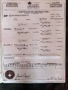 5 Registered Shorthorn Heifers - Photo 6