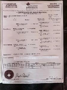 5 Registered Shorthorn Heifers - Photo 7
