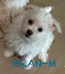 LAST TWO DOUBLE VACCINATED MORKIE MALES