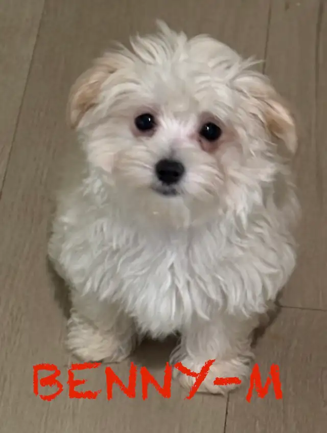 LAST TWO DOUBLE VACCINATED MORKIE MALES - Photo 2