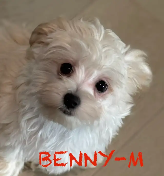 LAST TWO DOUBLE VACCINATED MORKIE MALES - Photo 3