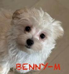 LAST TWO DOUBLE VACCINATED MORKIE MALES - Photo 3