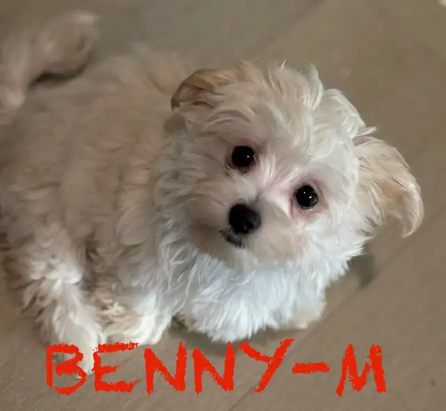 LAST TWO DOUBLE VACCINATED MORKIE MALES - Photo 4