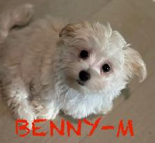 LAST TWO DOUBLE VACCINATED MORKIE MALES - Photo 4