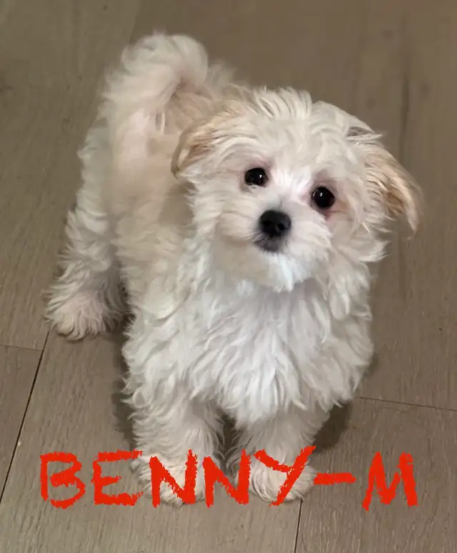 LAST TWO DOUBLE VACCINATED MORKIE MALES - Photo 5