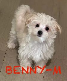 LAST TWO DOUBLE VACCINATED MORKIE MALES - Photo 5