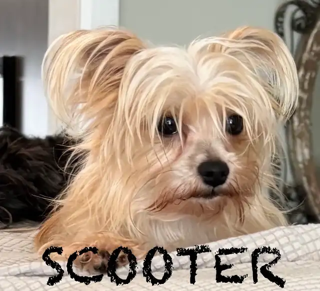 LAST TWO DOUBLE VACCINATED MORKIE MALES - Photo 6