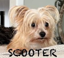 LAST TWO DOUBLE VACCINATED MORKIE MALES - Photo 6