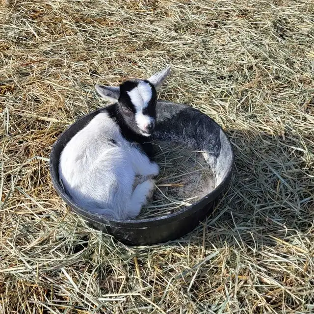 Nigerian Dwarf kids