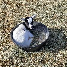 Nigerian Dwarf kids